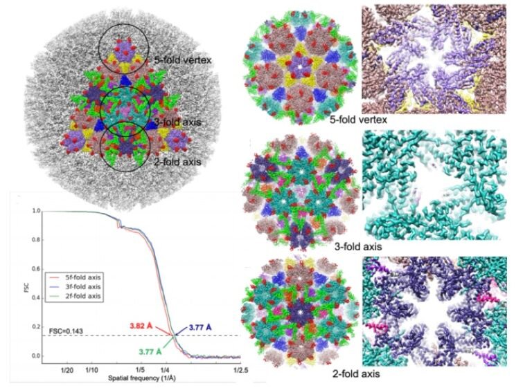 Herpes Virus Frequently Struck? Listen to How ‘Nature Communications’ Magazine Analyzes It