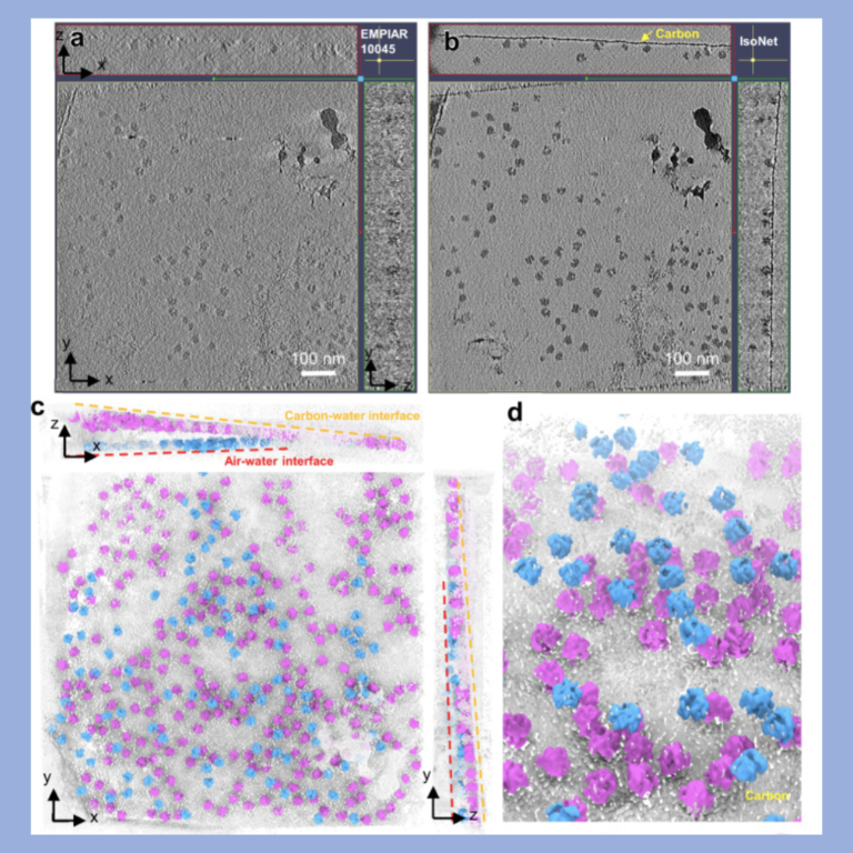 Cryo-electron Tomography