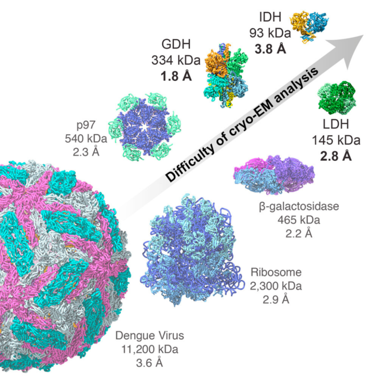 Cryo-electron Microscopy Single-Particle Analysis