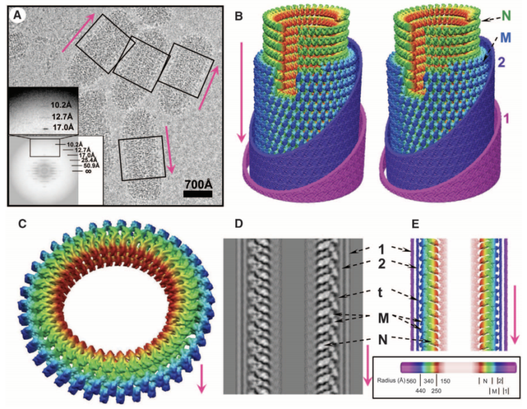 Virus Morphology No Longer a Mystery! “Science” Journal Publishes Technology Unveiling the Inner Structure of Viruses