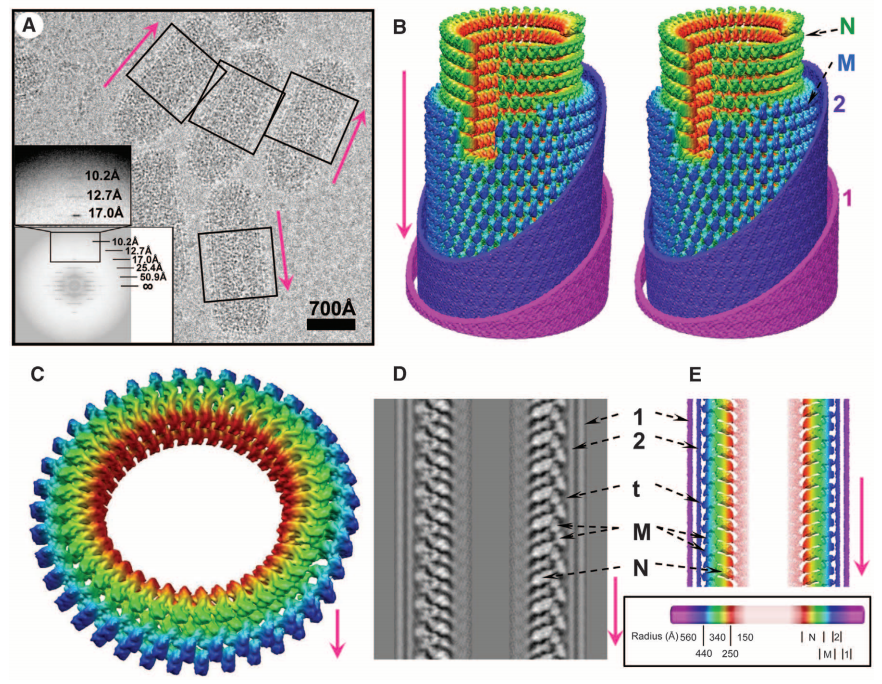 病毒形态不再神秘! 《科学》期刊发表这项技术揭开病毒内部结构之谜