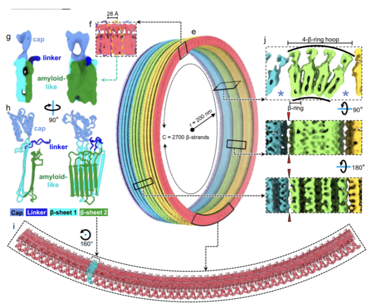 Breakthrough! Chinese Scientists Use CryoET to Reveal the Sheath of Mysterious Archaea in “Nature Communications”