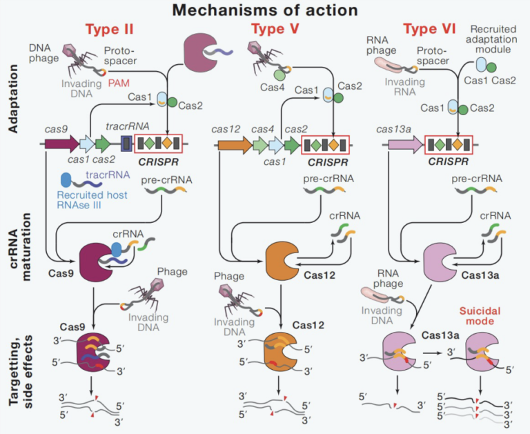 How do bacterial immune proteins cooperate with RNA to function? Crystallographic methods provide the answer