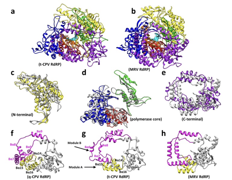 What kind of monster lies beneath the clothing of eggshell proteins? See how the cryo-electron microscope reveals the in-situ face of the culprit behi