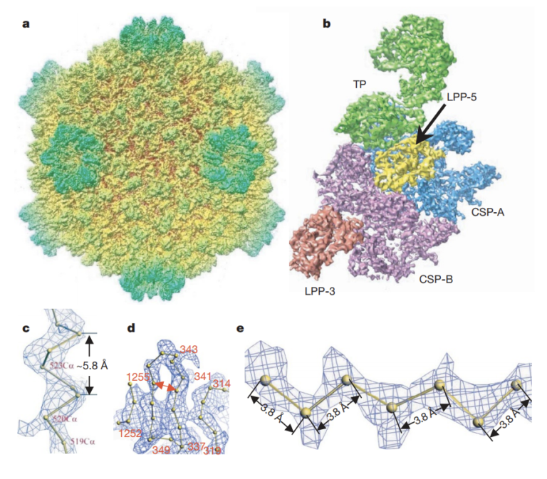 Classic Review – Cryo-Electron Microscopy Technology Reveals the Structure of Cytoplasmic Polyhedrosis Virus